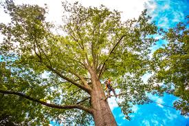 Best Tree and Shrub Care  in Lakewood, NY