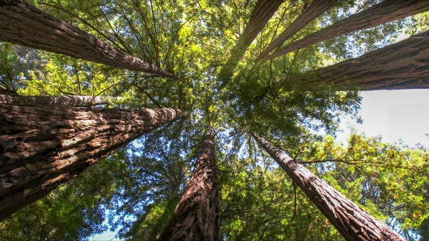 Best Tree Disease Treatment  in Lakewood, NY