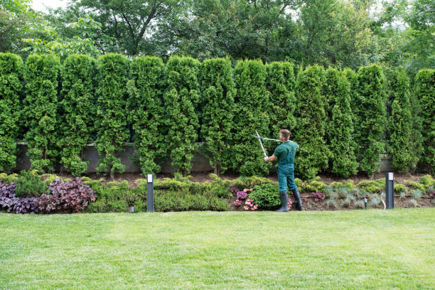 Best Commercial Tree Services  in Lakewood, NY
