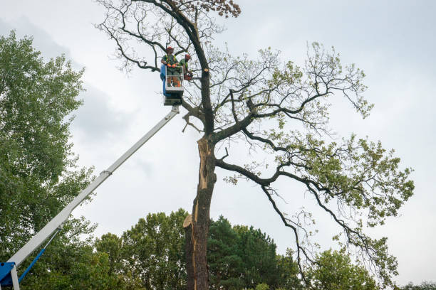 Best Firewood Processing and Delivery  in Lakewood, NY