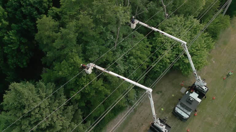 Best Arborist Consultation Services  in Lakewood, NY