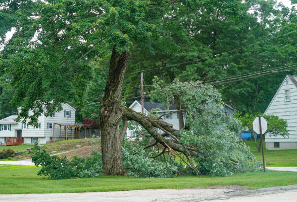 Best Hazardous Tree Removal  in Lakewood, NY