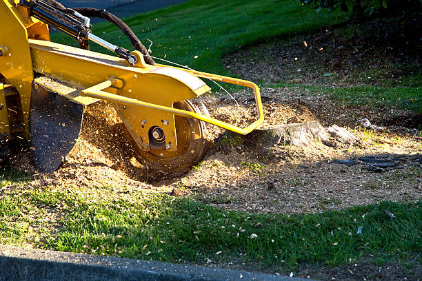Best Tree Trimming and Pruning  in Lakewood, NY