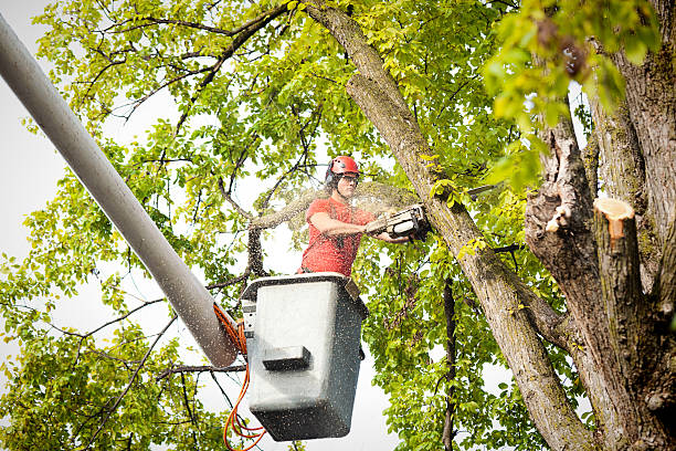 Best Firewood Processing and Delivery  in Lakewood, NY